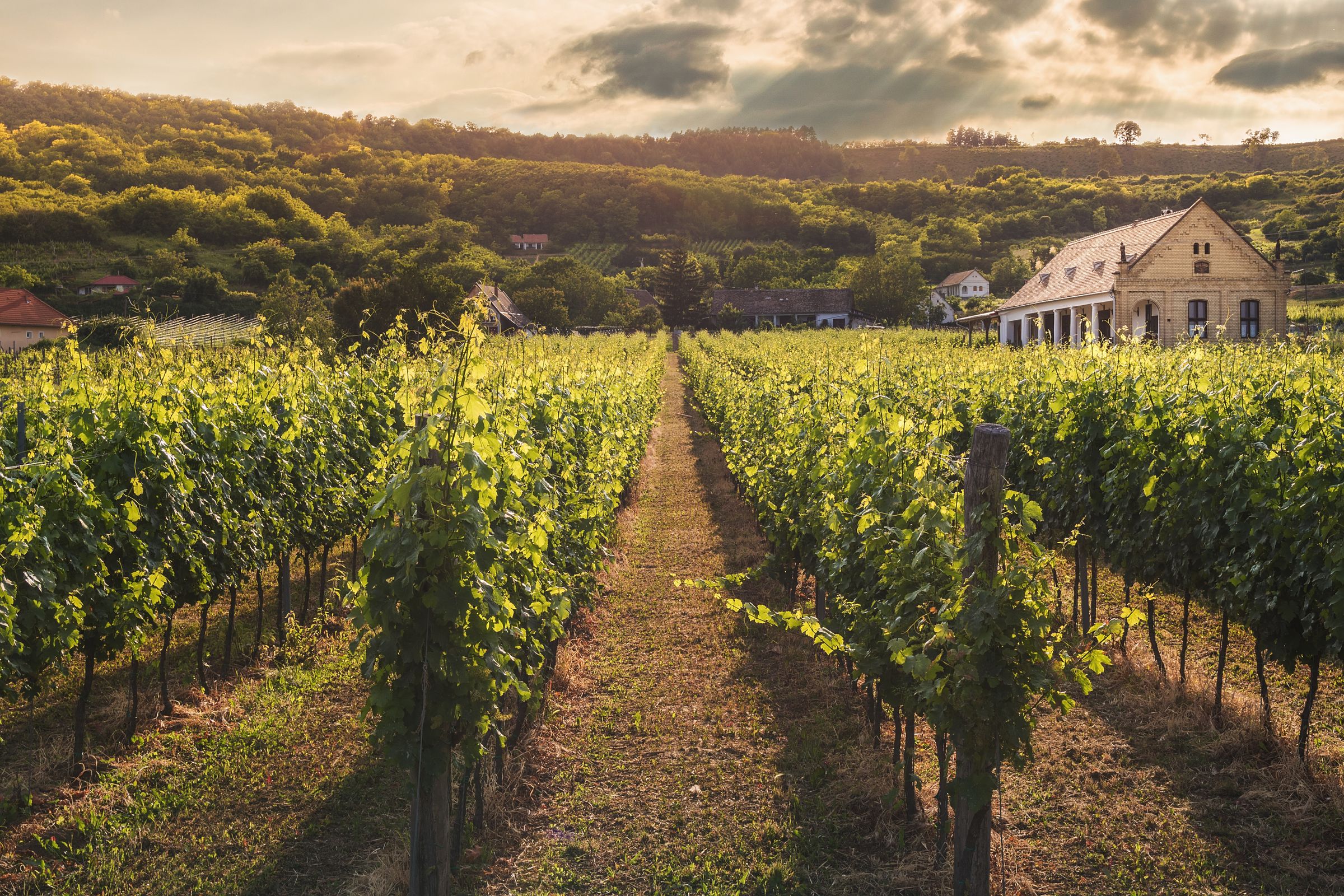Australian vineyard